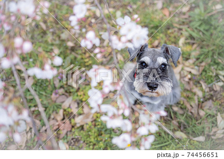 桜から顔を出すシュナウザー 74456651