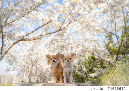 花見をするチワワ 74456652