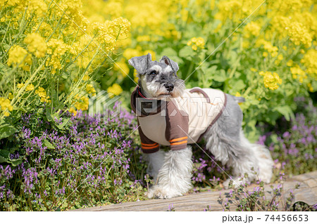 菜の花の前でポーズを決めるシュナウザー 74456653