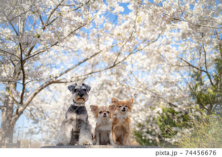 花見をするチワワとシュナウザー 74456676