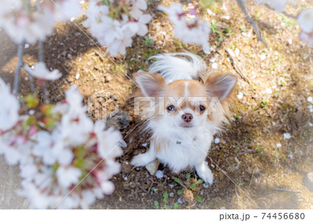 桜を見つめるチワワ 桜を見つめるチワワ 74456680
