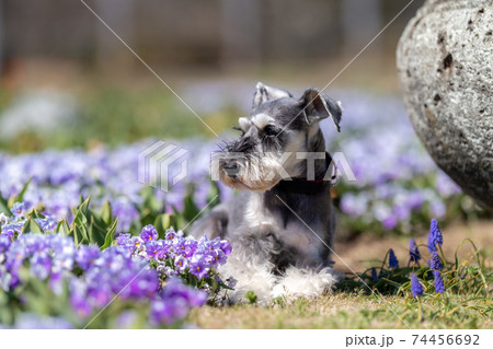 紫のパンジーの前で休憩するシュナウザー 74456692