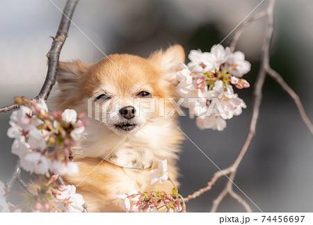 満開の桜の中から顔を出すチワワ 満開の桜の中から顔を出すチワワ 74456697