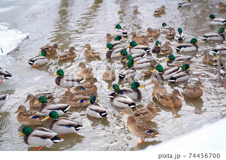 A flock of ducks are swimming in the water in winter A flock of ducks are swimming in the water in winter 74456700