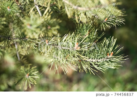 Pine flowering branches on blue sky background, 74456837