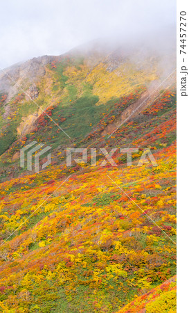 栗駒山 神の絨毯 全山紅葉美 日本一の紅葉の山 日本屈指の絶景の写真素材