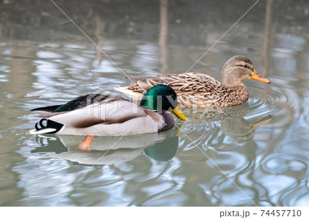 Mallard male and dappled female duck swimming 74457710
