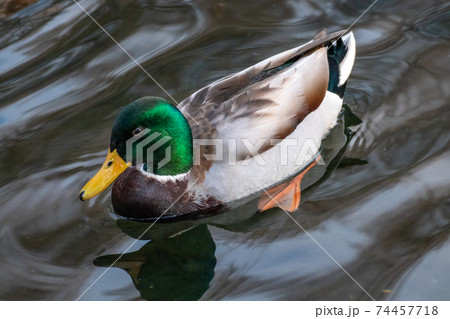 Emerald head male drake duck bird close-up water 74457718