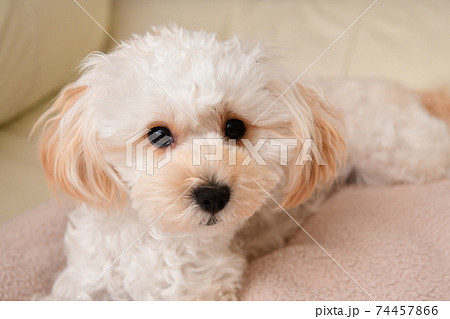 マルプー マルプー 74457866