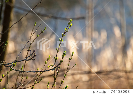 Spring small green bud sprout branch in forest Spring small green bud sprout branch in forest 74458008