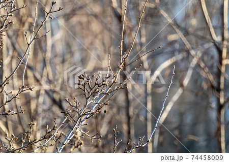 Spring small green buds bare branches in forest Spring small green buds bare branches in forest 74458009