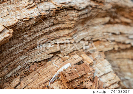 Tree shredded chips macro close up wooden texture Tree shredded chips macro close up wooden texture 74458037