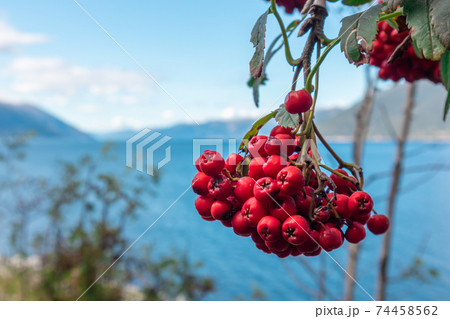 Red rowan berry close up on blurred fjord view Red rowan berry close up on blurred fjord view 74458562