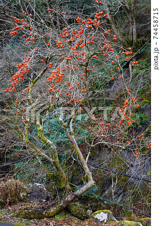 冬柿 冬柿 74458715