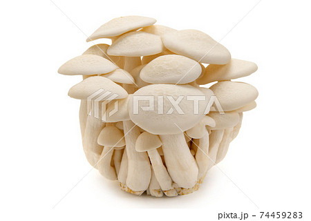 白ぶなしめじ 74459283