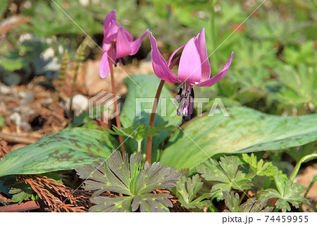 カタクリの花 カタクリの花 74459955