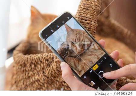 ペットをスマホでパシャリ　　茶トラ猫 74460324