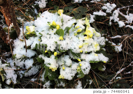 February nature winter scenes of Zagreb's surroundings, primrose, Croatia February nature winter scenes of Zagreb's surroundings, primrose, Croatia 74460341