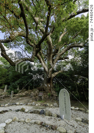 壺井八幡宮　楠　大阪府羽曳野市 74460426