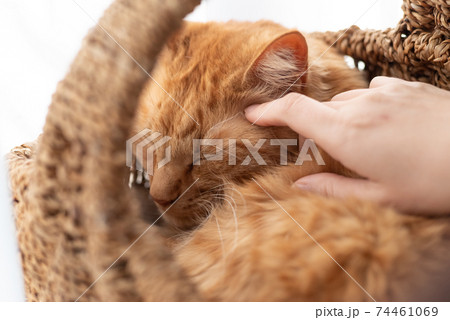 猫を撫でる　　茶トラ猫 74461069