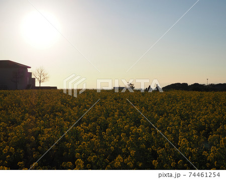夕暮れ時の菜の花畑 74461254