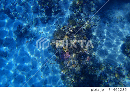coral reef in Egypt 74462286