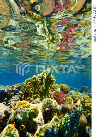 coral reef in Egypt coral reef in Egypt 74462287