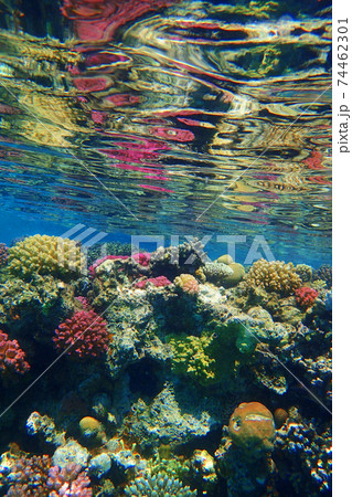 coral reef in Egypt 74462301