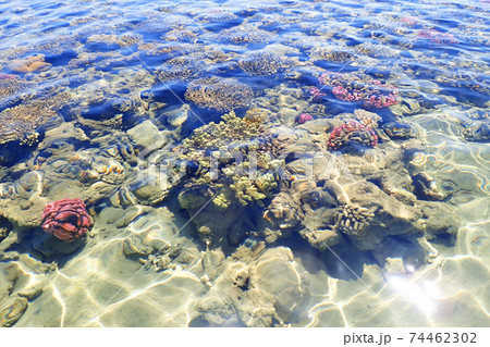 coral reef in Egypt 74462302