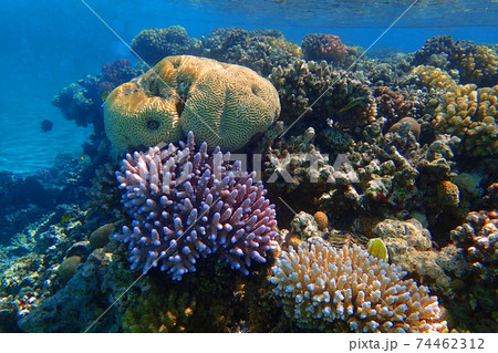 coral reef in Egypt coral reef in Egypt 74462312