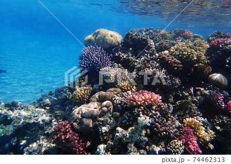 coral reef in Egypt coral reef in Egypt 74462313
