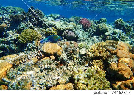 coral reef in Egypt coral reef in Egypt 74462318