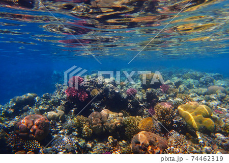 coral reef in Egypt coral reef in Egypt 74462319