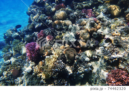 coral reef in Egypt coral reef in Egypt 74462320