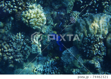coral reef in Egypt 74462321