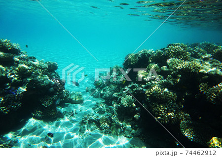 coral reef in Egypt coral reef in Egypt 74462912