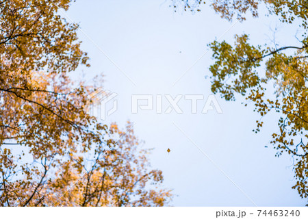Bottom view on the tall birch trees in the golgen autumn forest under blue sky. Indian summer. Instagram style.Toned. Copy space Bottom view on the tall birch trees in the golgen autumn forest under blue sky. Indian summer. Instagram style.Toned. Copy space 74463240