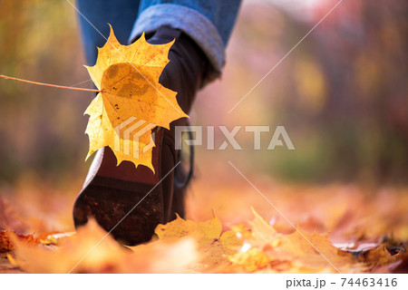 Yellow leaf stuck to the women shoe during a walk through the autumn forest. Indian summer season 74463416
