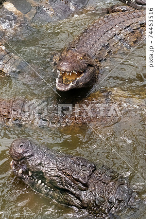 Crocodile Park on the island of Mauritius. La Vanilla Nature Park.Crocodiles 74463516