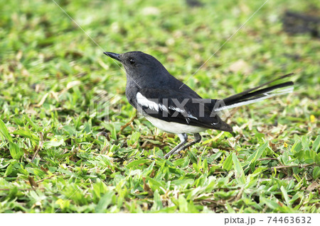Oriental magpie robin on the field Oriental magpie robin on the field 74463632