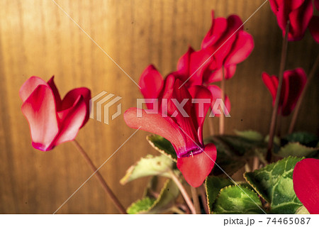 クラシックレンズによるシクラメンのクローズアップ撮影 74465087