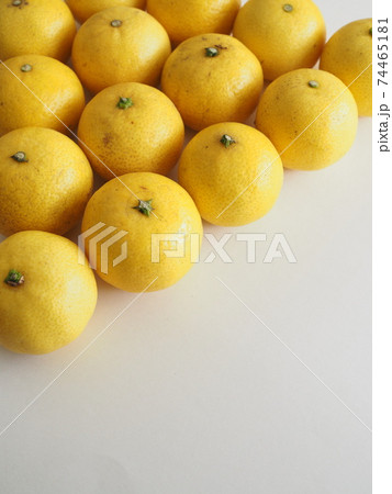湘南ゴールドの果実 74465181