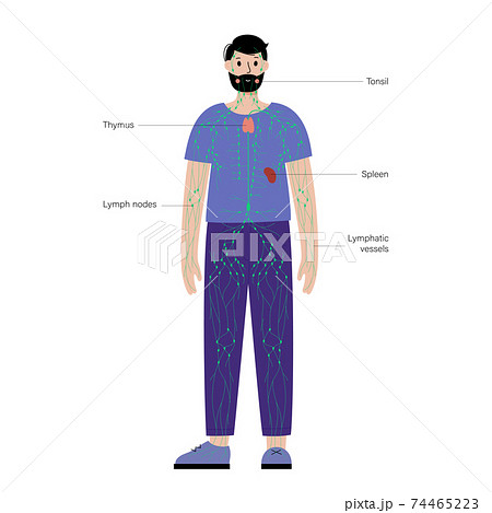 Lymphatic system in human body Lymphatic system in human body 74465223