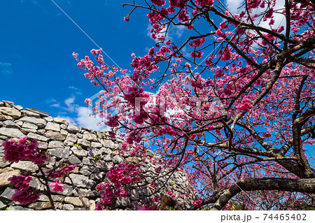 日本一早く咲く桜（沖縄今帰仁城跡） 74465402