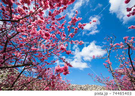 日本一早く咲く桜（沖縄今帰仁城跡） 74465403
