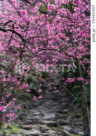 日本一早く咲く桜（沖縄今帰仁城跡） 74465407