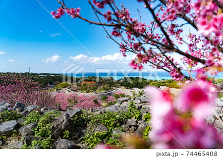 日本一早く咲く桜（沖縄今帰仁城跡） 74465408