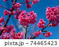 日本一早く咲く桜（沖縄今帰仁城跡） 74465423