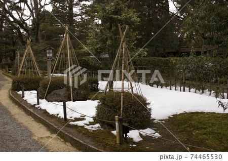 兼六園雪吊り 兼六園雪吊り 74465530