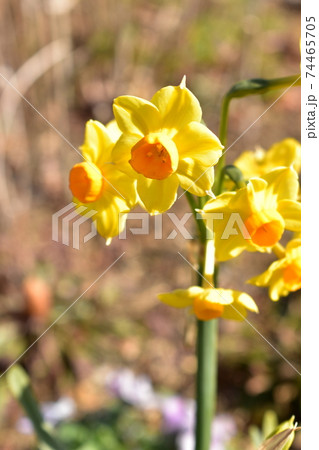 黄色い水仙の花の写真素材